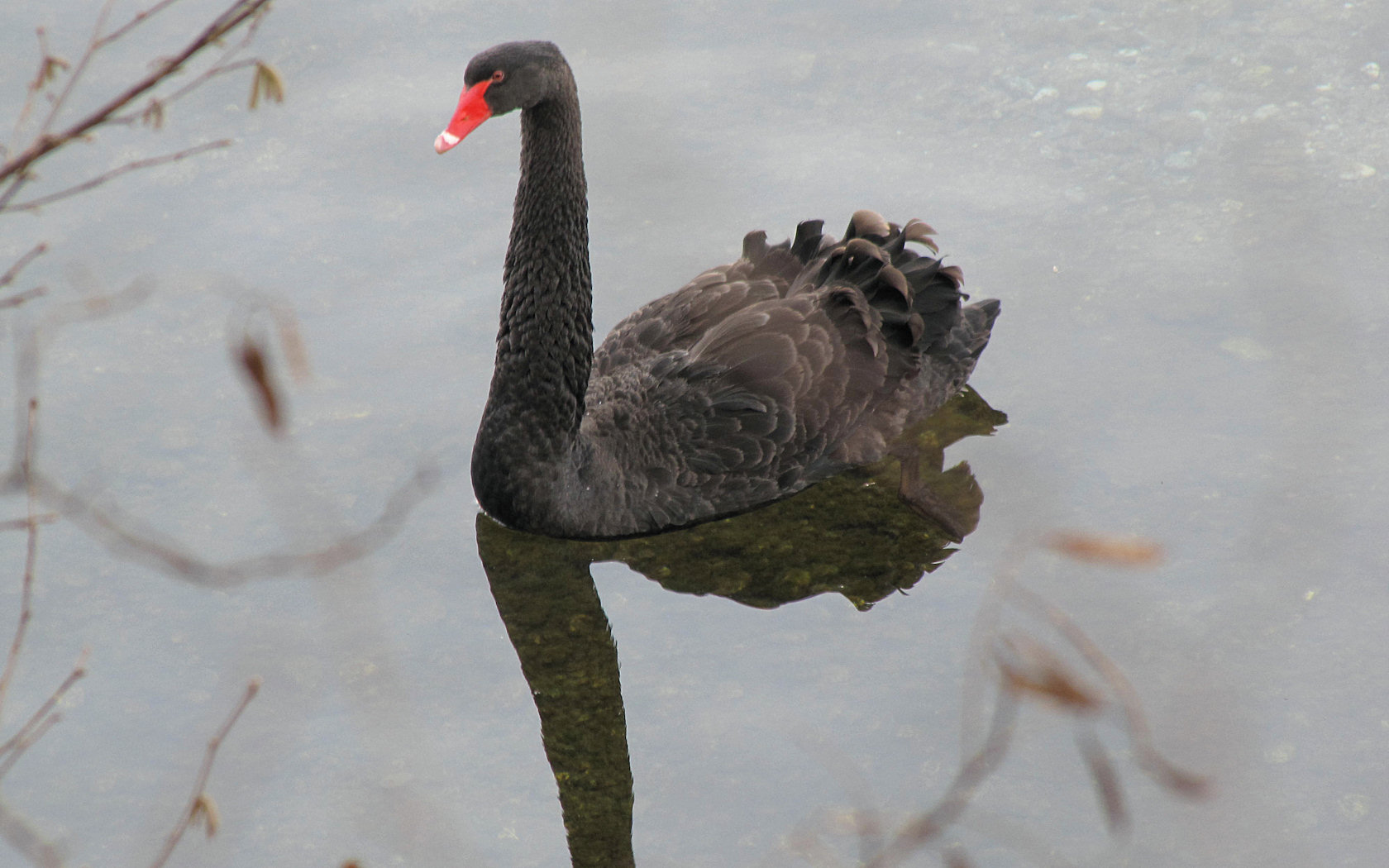 Cigno Nero